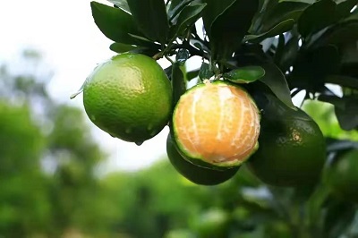 華逸府聯(lián)手德慶皇帝柑，為您帶來入冬的第一口甜~~