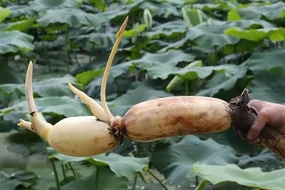 華逸府聯(lián)手湖北洪湖藕、江永芋頭，為您帶來健康原生態(tài)食材